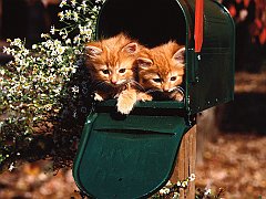 Special Delivery, Domestic Long Hair Red Tabbies
